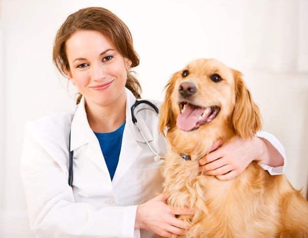 veterinarian